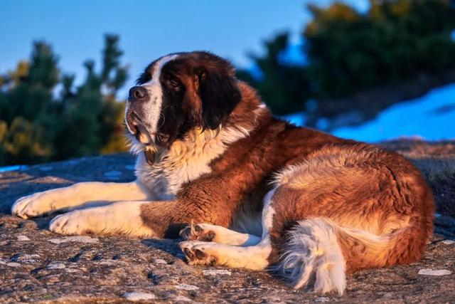 特别的日子,说:谢谢小狗!|静宝聊天室