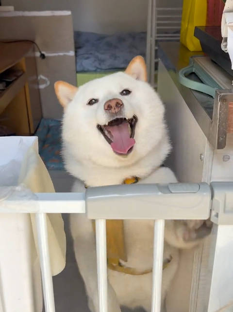 柴犬迎接主人回家的三件套,飞机耳,嘤嘤叫,咧嘴笑