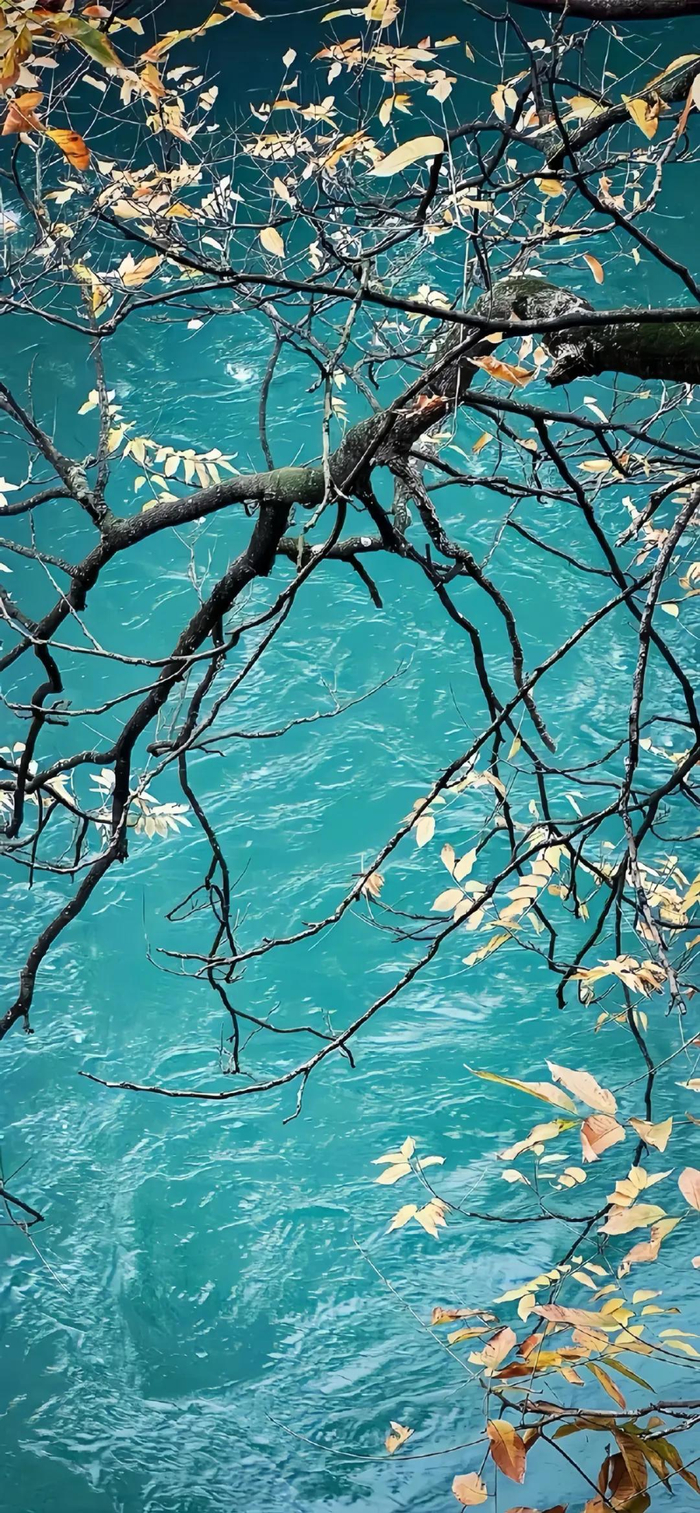 壁纸 风景 摄影 桌面 700_1513 竖版 竖屏 手机