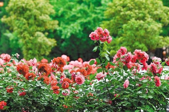 想养出"西安同款"月季花吗?园林专家教您