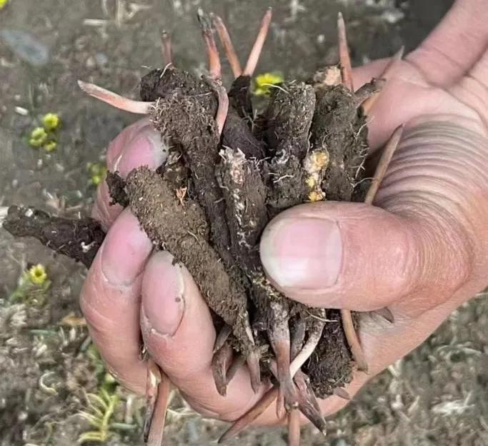 供图：青报商城