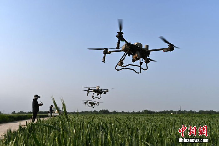 河北阜城保夏粮丰收 植保无人机成麦田管理新"主角"||