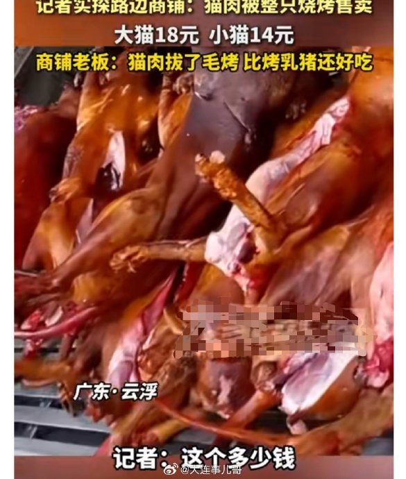 猫肉黑色产业链的暗访调查