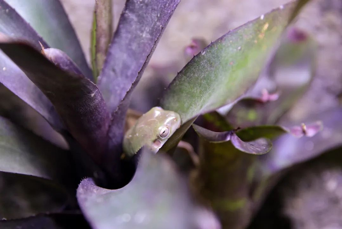 见到,平时就爱在积水凤梨里泡澡……食虫植物缸里住着捕蝇草,瓶子草