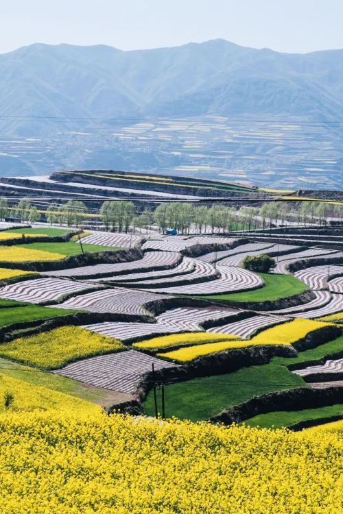 天水市|甘肃省|星球_新浪新闻