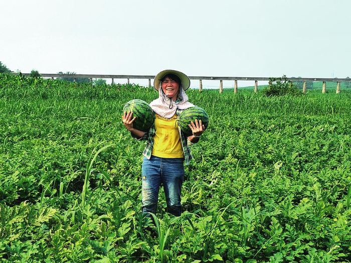 甜度高,汁水多,广受好评!南宁"西瓜之乡"的西瓜上市啦