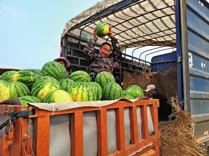 通讯员黄海芳)甜王,黑美人,甘美4k,绿爽,花麒麟……近日,南宁"西瓜之