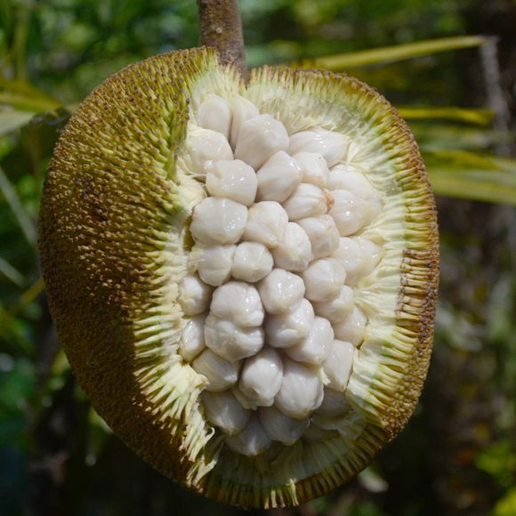 学名 artocarpus odoratissimus,是一种原产于东南亚的热带水果