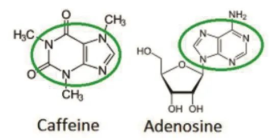 咖啡因和腺苷有相似的化学结构丨图源网络