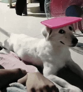 顺手把盖子放狗头上后.狗子:多大了幼稚不,快帮我解开封印!