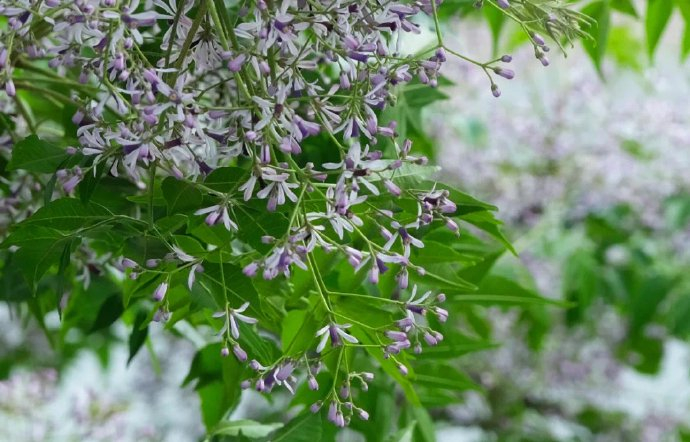 谷雨过后,正是楝树花开的季节|东钱湖|楝树|谷雨_新浪新闻