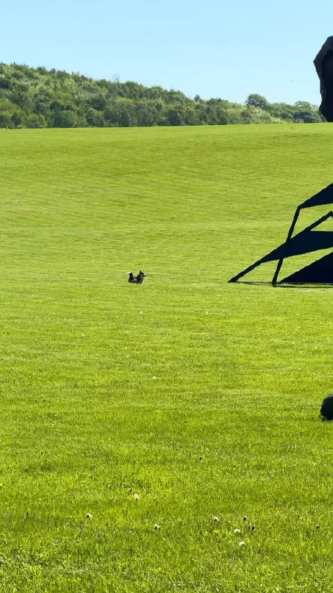 风吹草低见柯基_手机新浪网