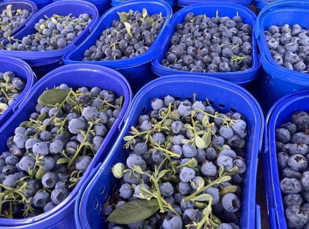 篆新农贸市场正在售卖蓝莓