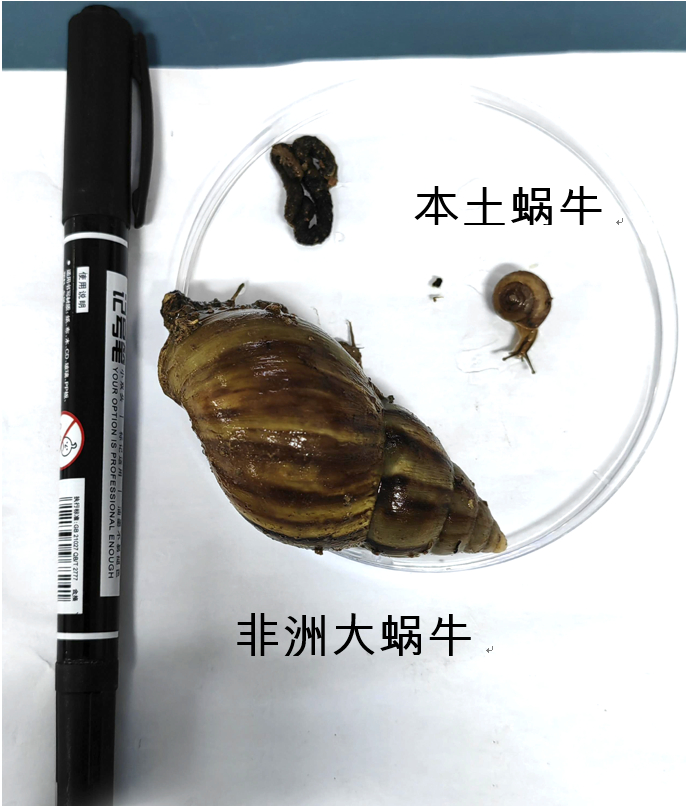 非洲大蜗牛和本土蜗牛体型对比