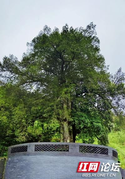 【每日一图@湖南】瞰见生态美,桂东禾坪梯田山雾缭绕如仙境