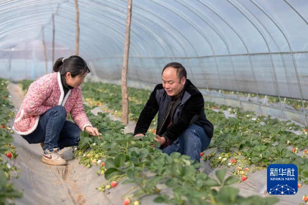 　　2023年12月6日，李世瑶向村民传授草莓种植技术。新华社发（许强强 摄）