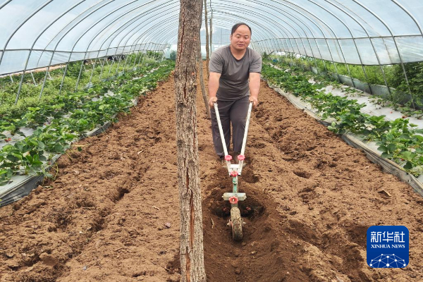 　　4月30日，李世瑶在大棚里耕作。新华社发（许强强 摄）