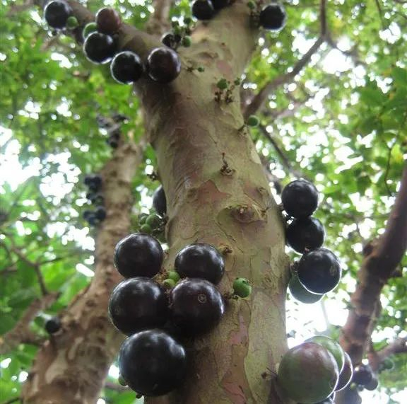 成熟后的嘉宝果长这个样子｜wiki