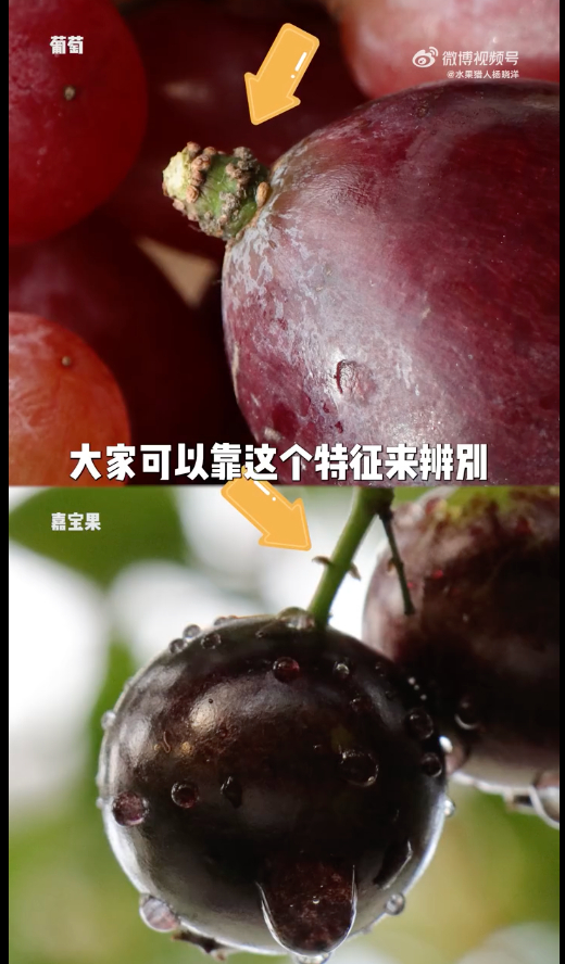 图片来源：@水果猎人杨晓洋