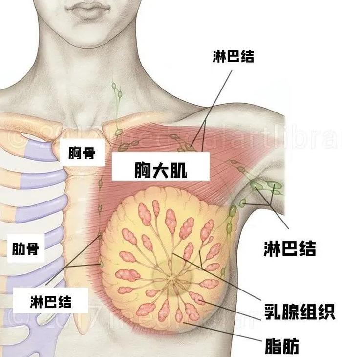 副乳正常照片乳腺图片