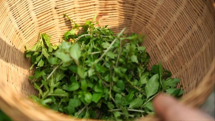 功效具有补虚益肾,清热祛风,清香中带有淡淡的苦味是枸杞长出的嫩芽叶