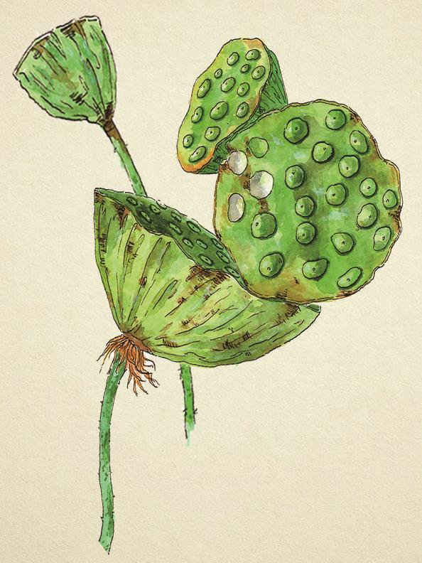 壁纸 动物 蜥 蜥蜴 594_792 竖版 竖屏 手机