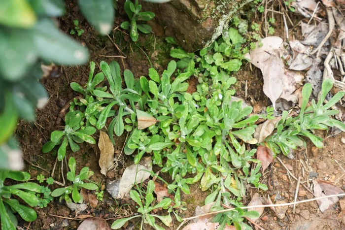 不喷洒除草剂