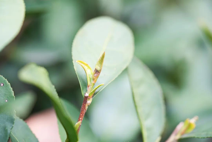 正在茁壮成长的新芽