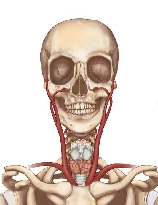 颈动脉小球位置图片