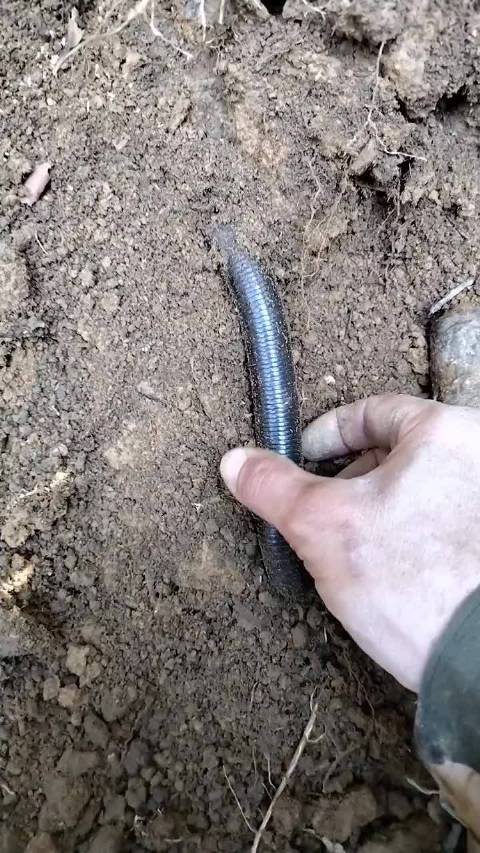 这蚯蚓钓什么鱼