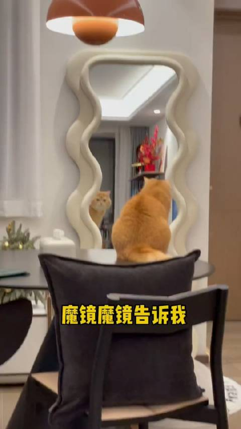 猫猫:魔镜魔镜告诉我,谁是世界上最可爱的小猫咪!