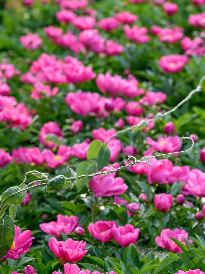 芍药花开|花海|芍药花_新浪新闻