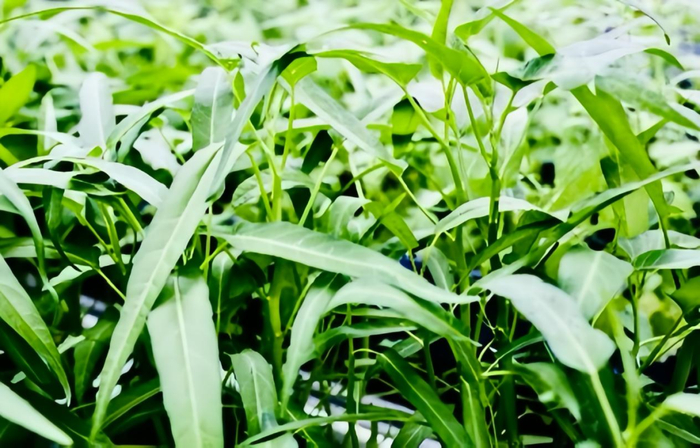 记者调查 | 空心菜成"最毒绿叶菜"?专家辟谣!