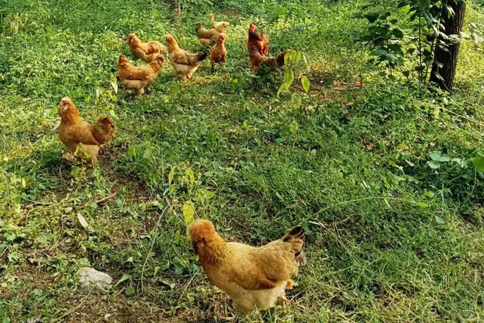 龙湾屯镇集体林场的林下油鸡。（资料图）