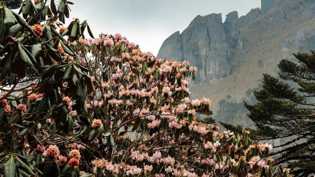 美好生活在云南|腾冲"小黄山"杜鹃花开成海