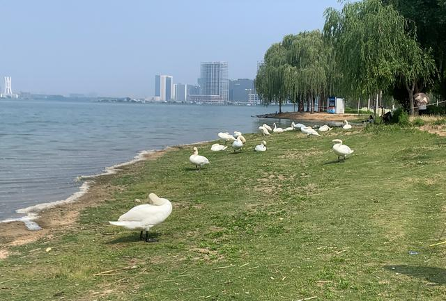 成群的天鹅在龙湖边晒太阳