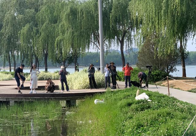 摄影爱好者在拍天鹅