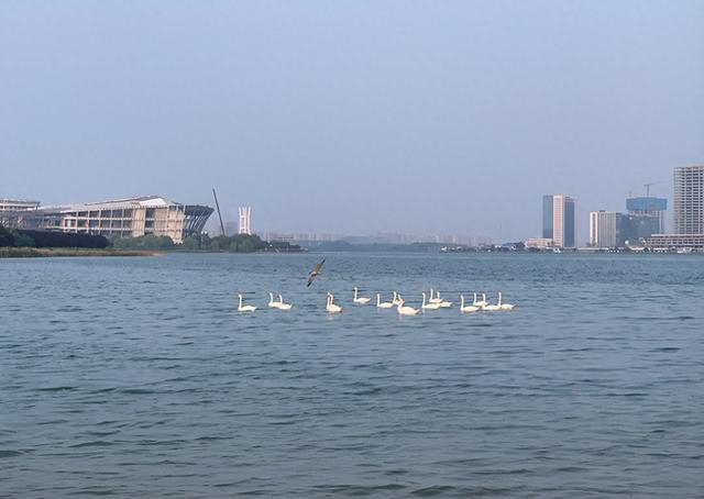 龙湖上游弋的天鹅