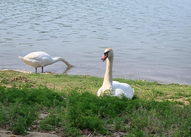 湖边的天鹅