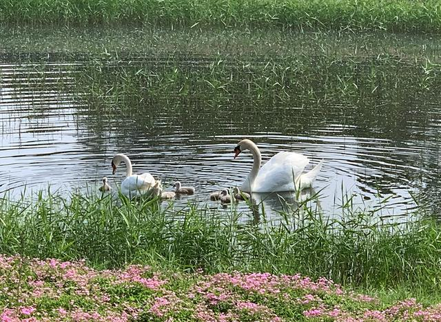 刚出生的天鹅宝宝