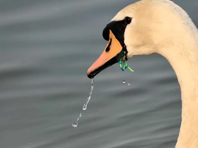 爱宝嘴上的鱼钩