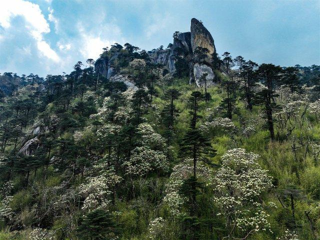 美好生活在云南|腾冲"小黄山"杜鹃花开成海