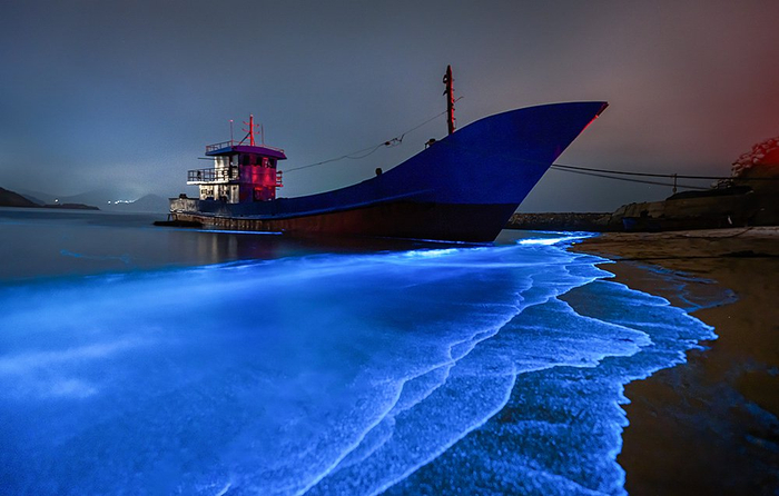 福建平潭，海滨出现“蓝眼泪”景观。视觉中国 图