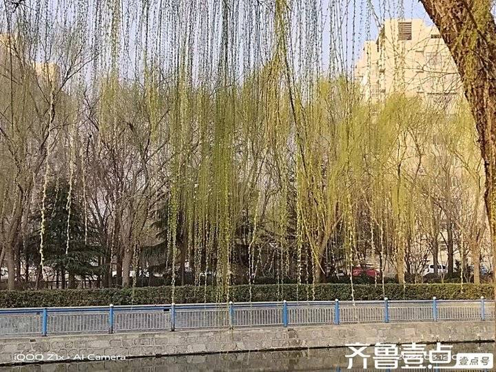 青未了丨柳树青青