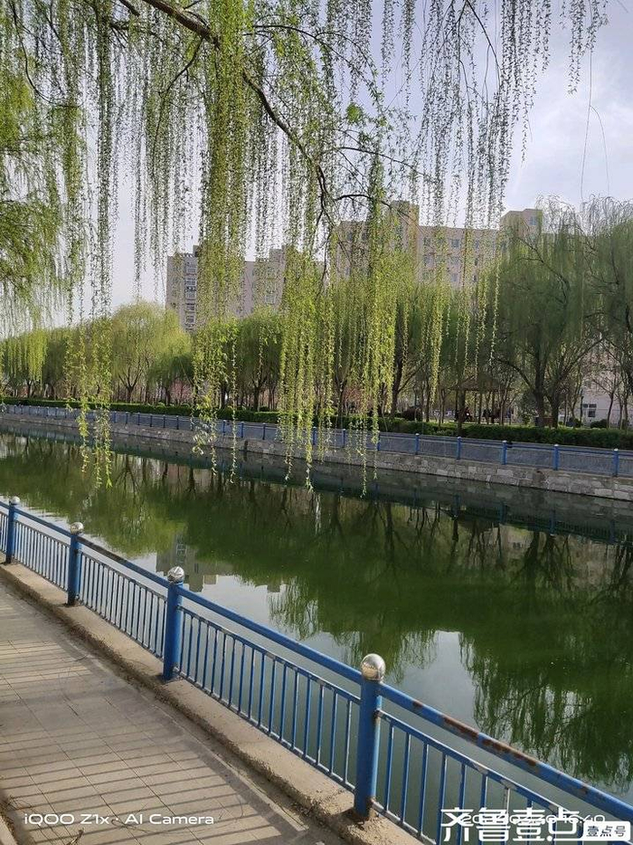 青未了丨柳树青青