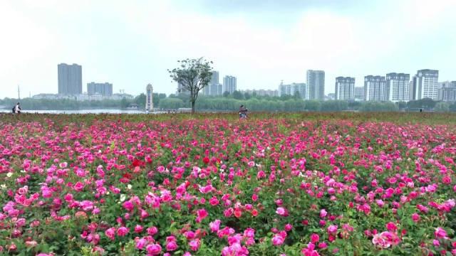 潍坊市昌乐县:雨润花海花更艳
