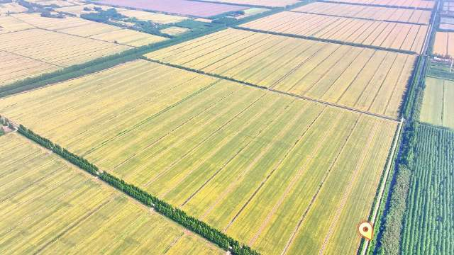 风吹麦浪发现湖北之美五月在湖北省荆门市沙洋县马良镇空气中弥漫着