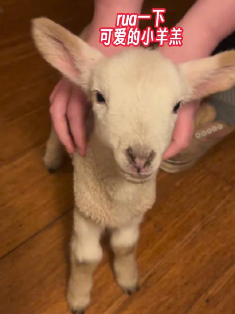 抖音sheep羊崽照片图片