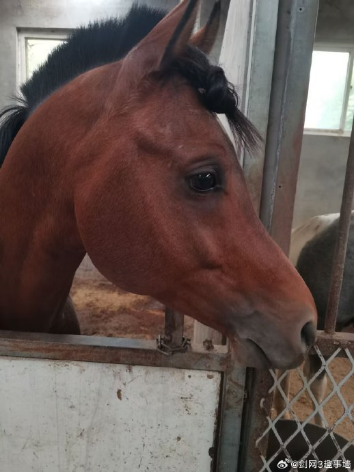投稿,给我家赤兔编小辫,我们天策是这样的