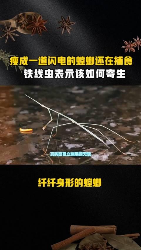 杀死铁线虫的方法图片